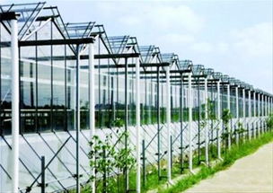 让市民吃上绿色健康农产品 现代化温室助力都市菜篮子