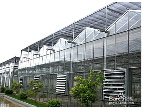 温室大棚通风的科学方法与实用技巧