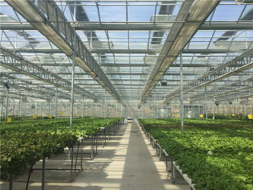 贵贵温室 工程建设中的投资智慧与长期价值